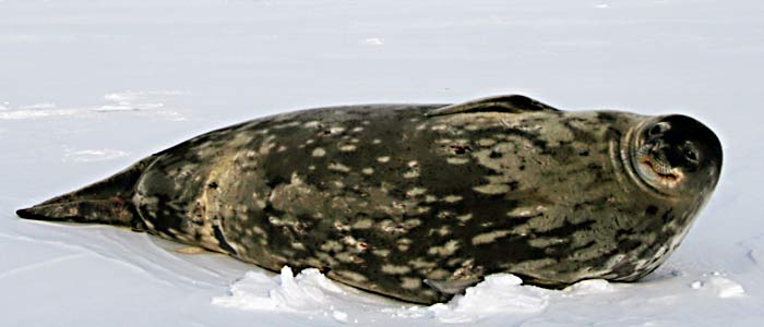 weddell seal
