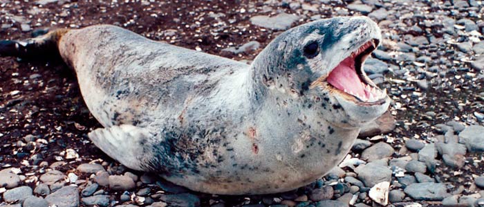 Leopard seal